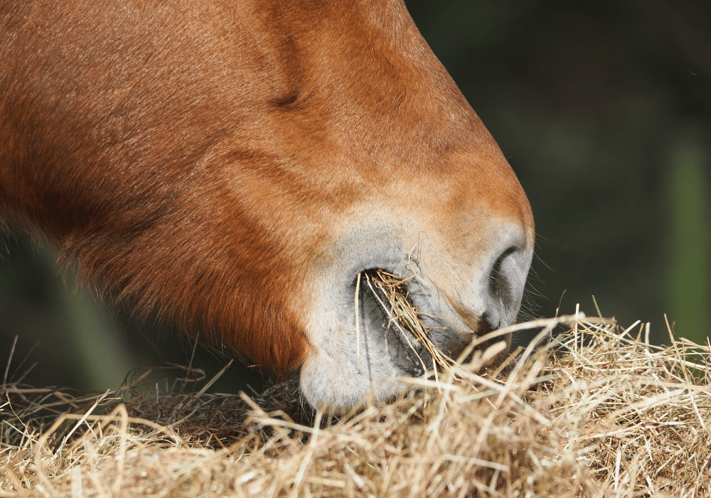 Emergency Equine Vets Gloucestershire